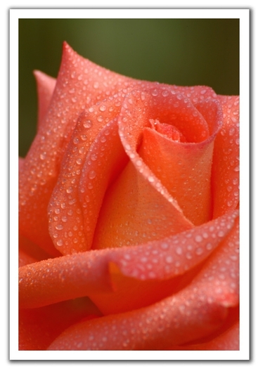 0509131838291brookside_orange_rose_2-0