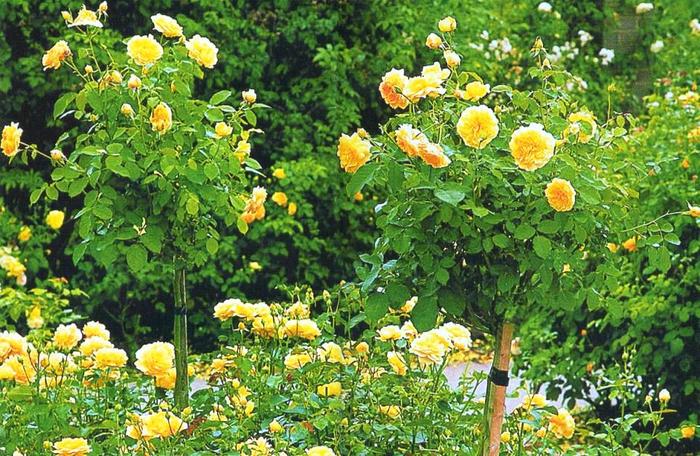 Trandafir - soiul Molineux - flori