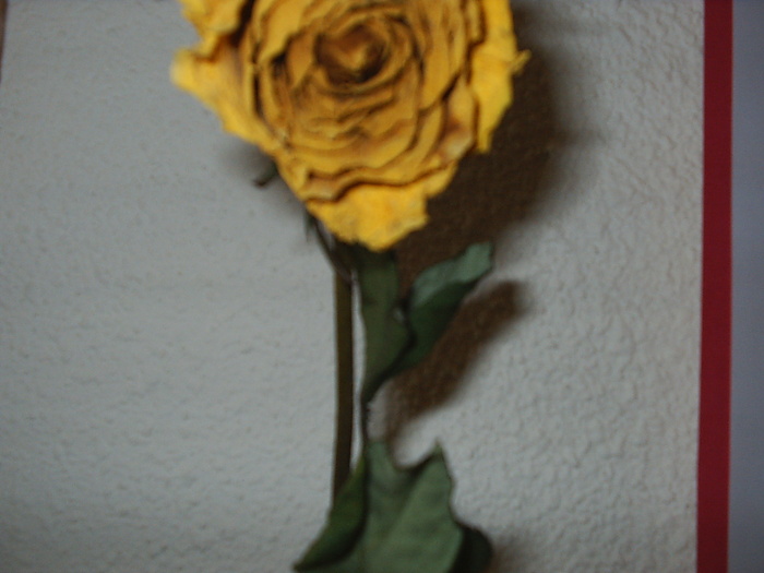 trandafir galben - flori