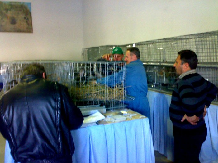 Începe arbitrajul iepurilor - Cupa Dunarii Galati nov 2010