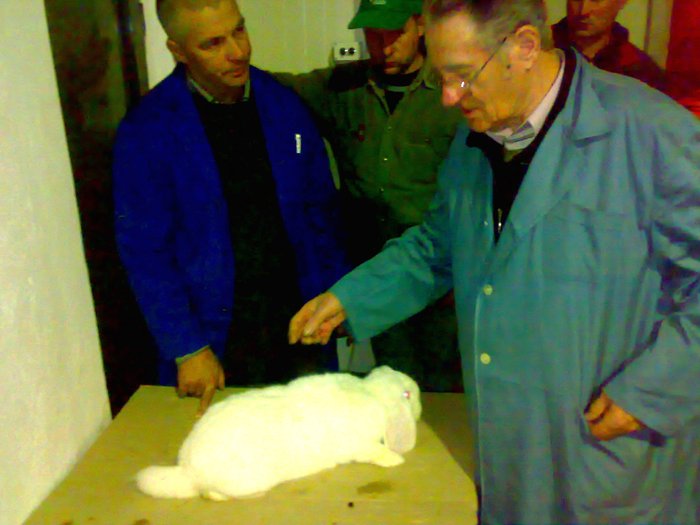 Demonstratie de arbitraj la iepuri de rasa