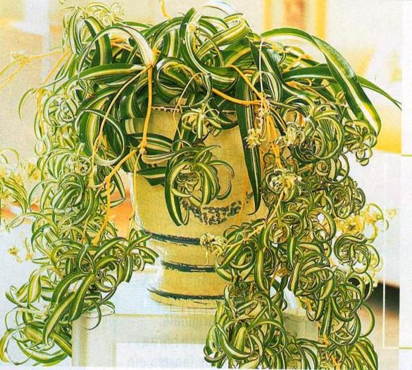 Crinul verde-soiul Curly\'