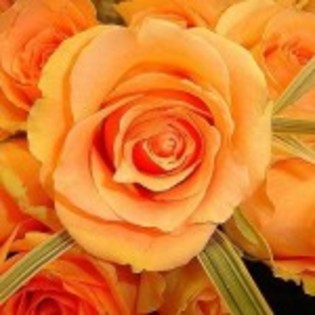 poze-trandafiri_portocalii-150x150