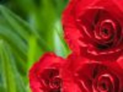thumb_trandafiri-rosii