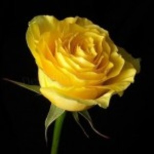 trandafir-galben-deosebit-150x150