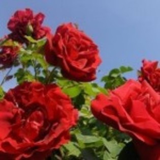 trandafiri-rosii-150x150 - flori