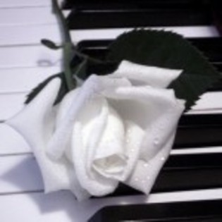trandafir-pe-pian-150x150