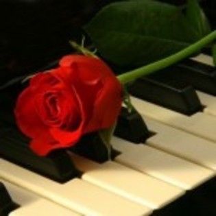 trandafir-romantic-150x150 - flori