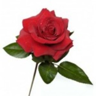 trandafir-rosu-2-150x150 - flori
