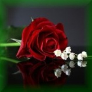 trandafir-si-lacramioare-150x150 - flori