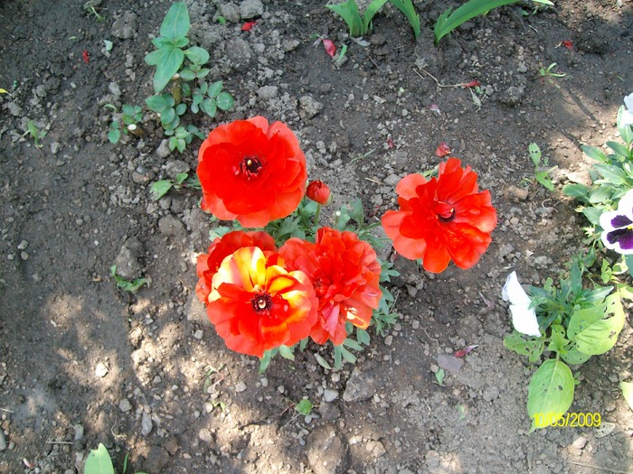 SANY2777 - primavara flori