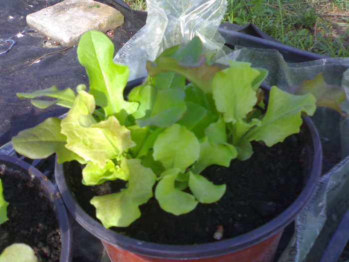 Salata buna de mancat; De tinut pe balcon
