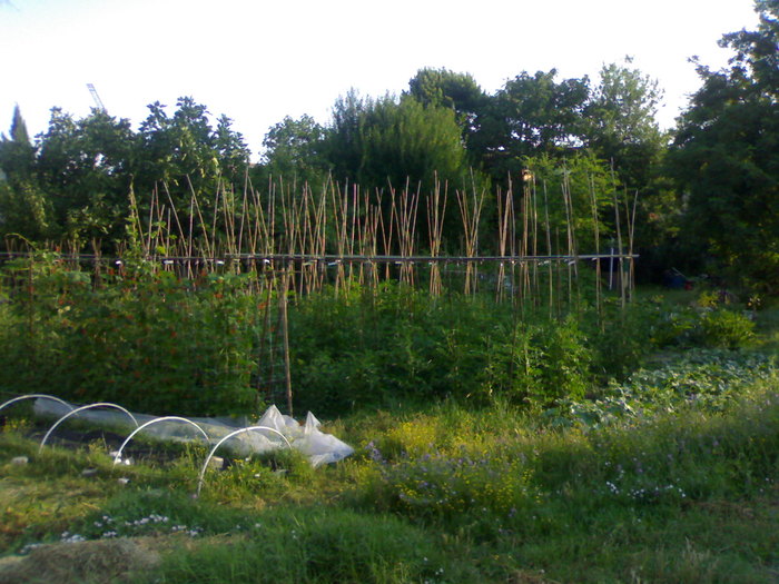 Pasiunea mea - Gradina la Rimini 2010
