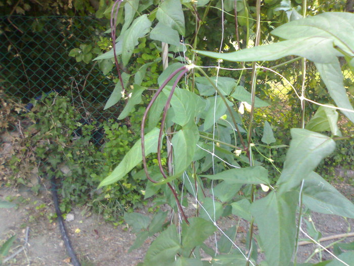 Fasole verde; De fapt e violet, ci pastai ce depasesc 50 cm
