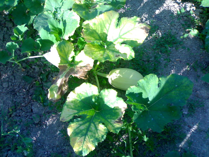 Zucca spaghetti; Creste circa 6,5 cm ( lungime ) intr-o saptamana
