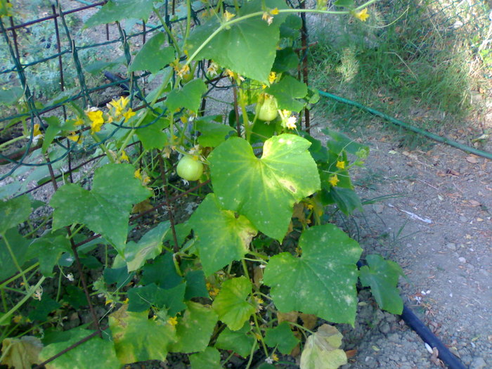 Lemon cucumber; Planta este foarte productiva chiar daca usor sensibila la boli.
