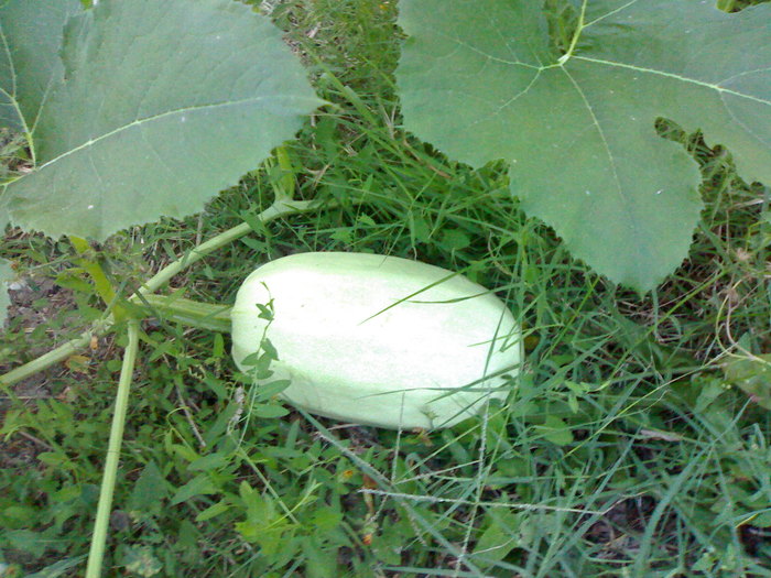 Zucca Spaghetti 12,5 cm; Dupa 7 zile
