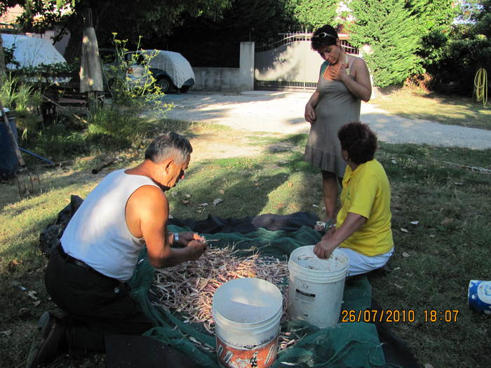 La curatat fasolea - Gradina la Rimini 2010