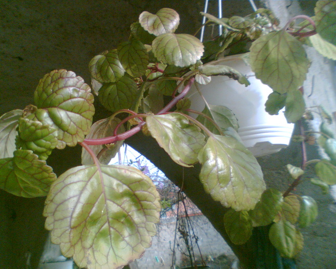 Imag025 - Diverse flori