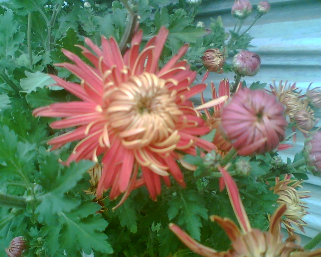Imag015 - Crizanteme si tufanele