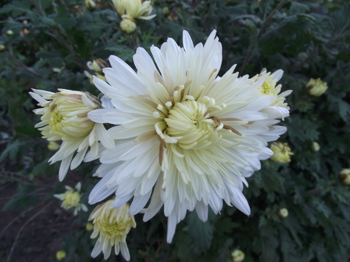 crizantema 1 - 2010 -c-toamna