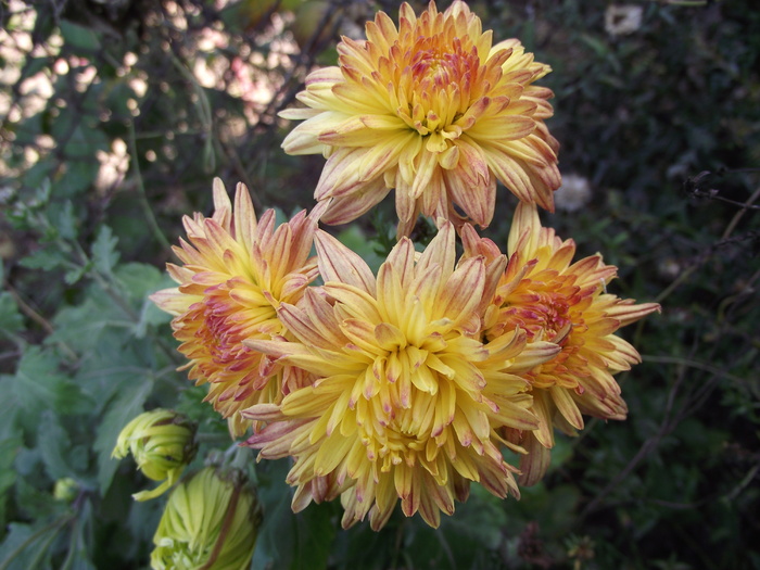 crizantema 5