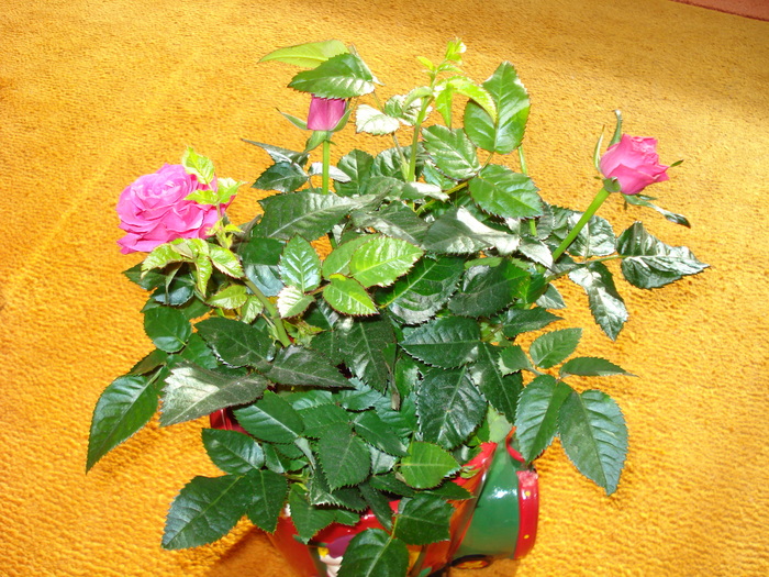 DIN PARTEA FETELOR DE LA FLORARIA TRIA*S-MULTUMESC!!!!