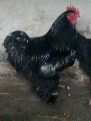 Cuchin china pitic negru