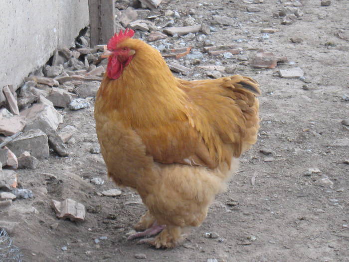 Cuchin china urias galben