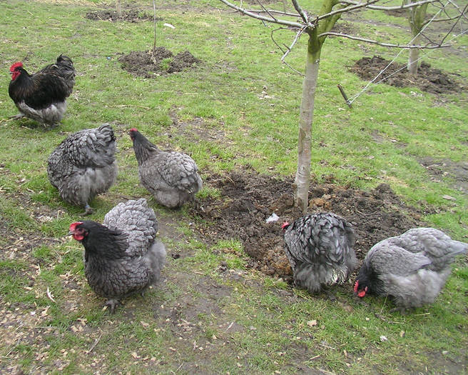 Cuchin pitic albastru