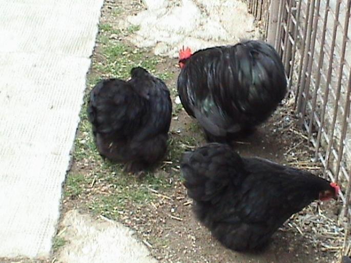 281835 - 1 12-GAINI DE RASA