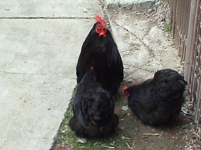 281836 - 1 12-GAINI DE RASA