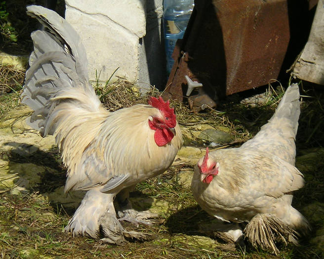 Rasa Gaini de portelan