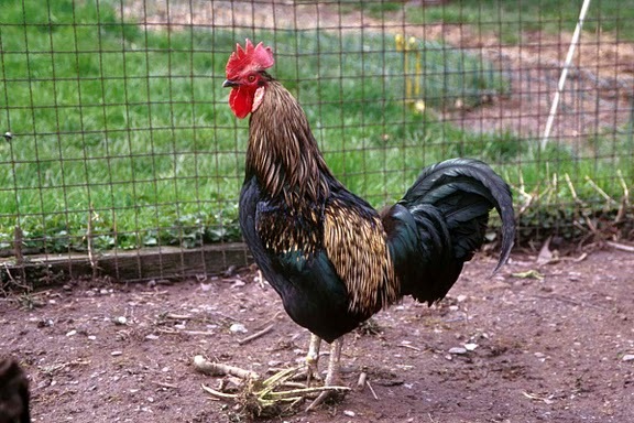 rooster-h6yl