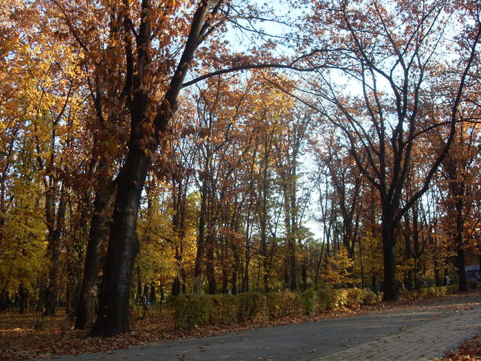 SDC16873 - parcul herastrau noiembrie 2010