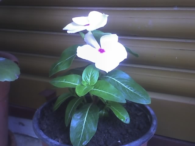 01-06-08_1232; vinca rosea
