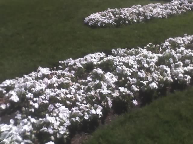 Praga; Flori in Praga
