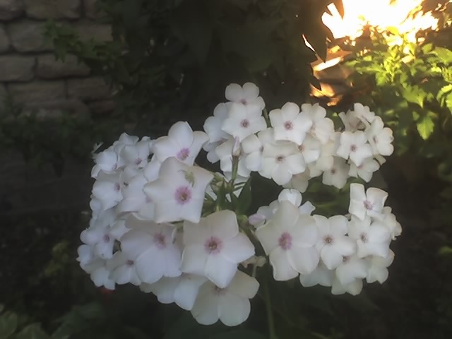 03-08-08_2009; phlox
