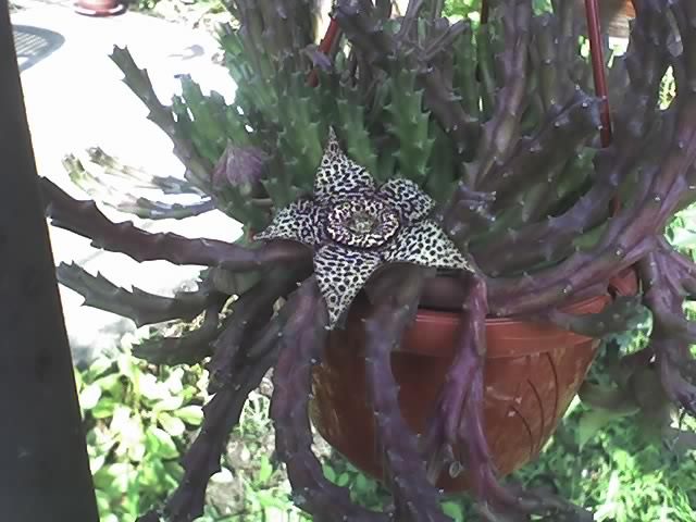 stapelia - flori si diverse