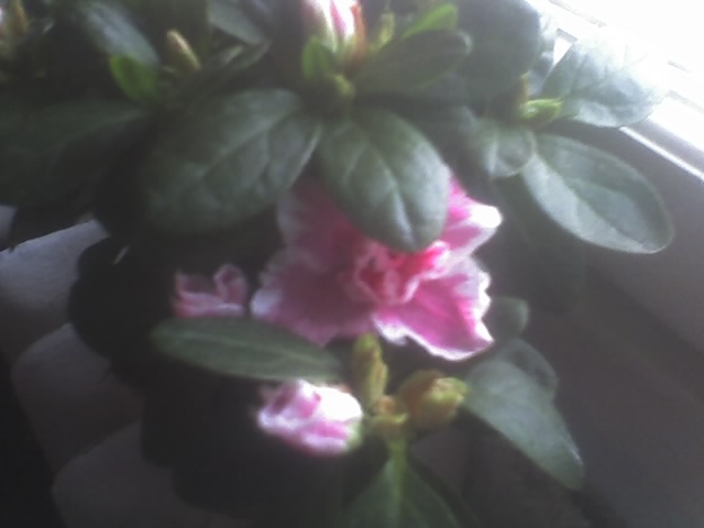 05-11-10_1652; azalee
