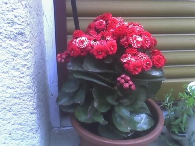 06-05-09_1934; kalanchoe
