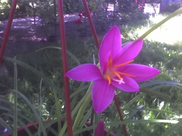 zephiranthes; zephiranthes
