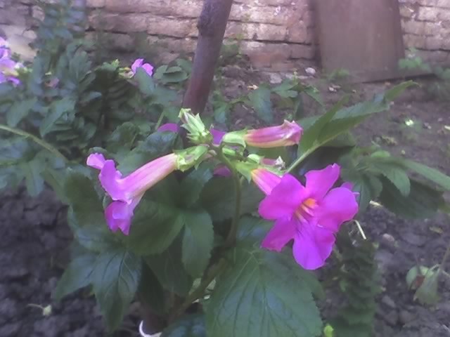 08-06-09_1032 gloxinia de gradina; floarea trompeta[incarvillea]

