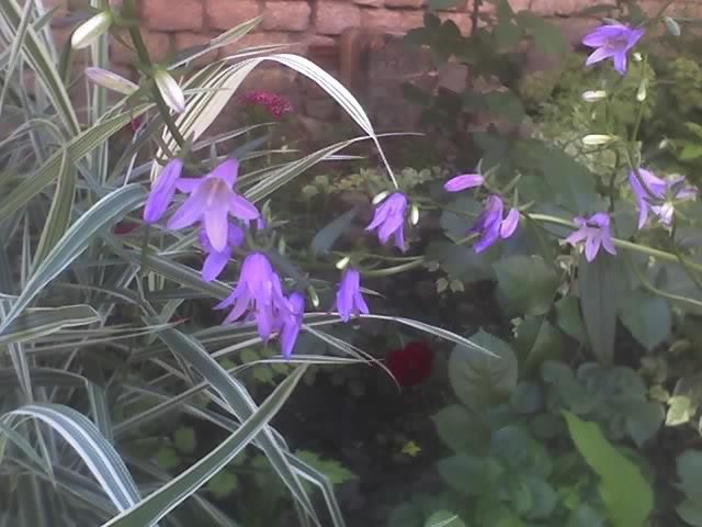 08-06-09_1036 campanula; campanula
