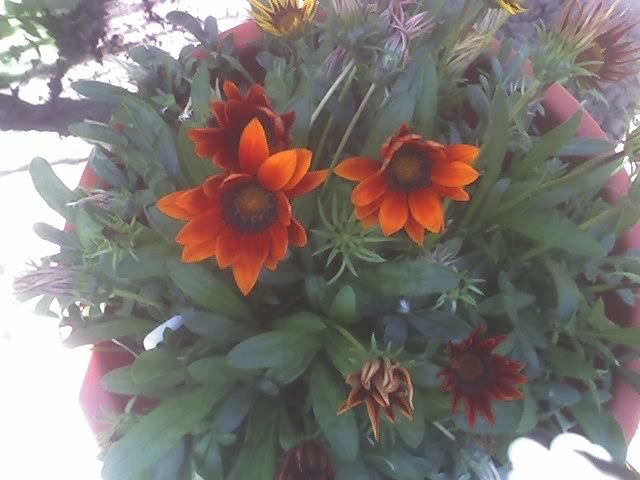 08-06-09_1037; gazania

