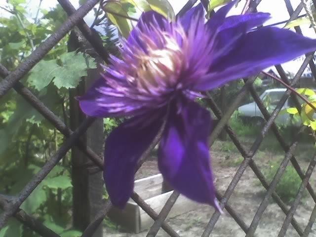 08-07-10_1543 clematis multi blue; clematis
