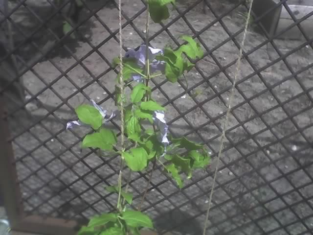 08-07-10_1544; clematis Blue Angels
