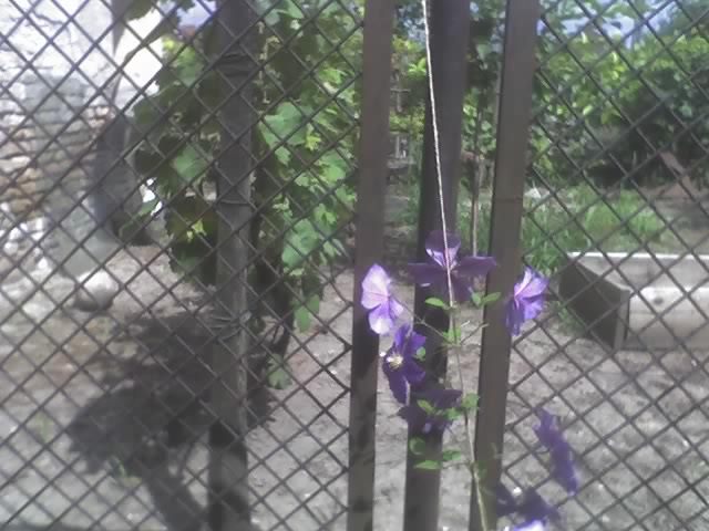 08-07-10_1545; clematis
