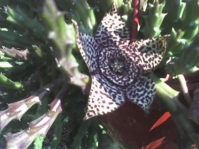 10-08-07_1649; stapelia
