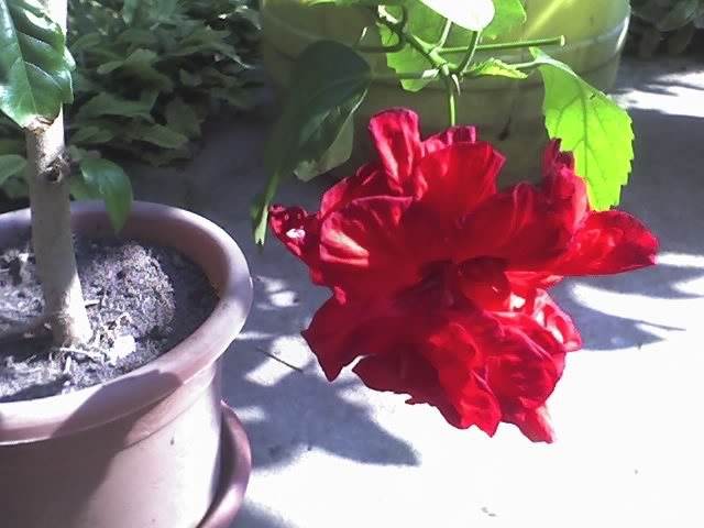 10-08-07_1650; hibiscus

